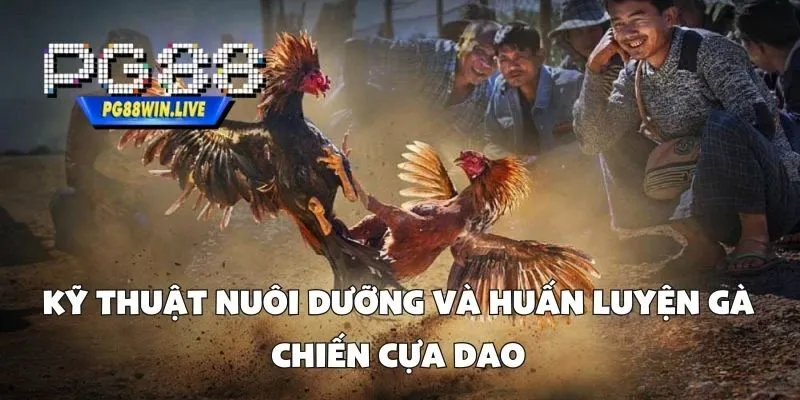 Kỹ Thuật Nuôi Dưỡng và Huấn Luyện Gà Chiến Cựa Dao